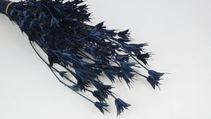 Nigella orientalis - 1 Strauß - Blau