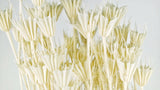 Nigella orientalis - 1 Strauß - Gebleicht - Si-nature