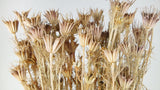 Nigella orientalis - 1 bunch - Natural colour
