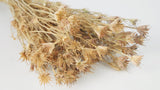 Nigella orientalis - 1 bunch - Natural colour