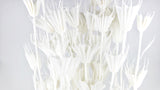 Nigella orientalis - 1 Strauß - Weiß