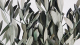 Olivenzweige konserviert - 1 Bund - Grün