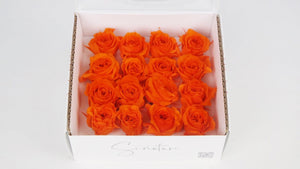 Stabilisierte Rosen 1 cm - 16 Stück - Orange - Si-nature