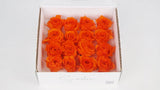 Stabilisierte Rosen 1 cm - 16 Stück - Orange - Si-nature