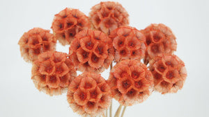 Scabiosa stellata - 10 Stängel - Orange - Si-nature