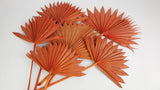 Palm Sun - 6 tiges - Ambre