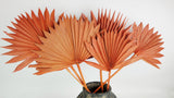 Palm Sun - 6 tiges - Ambre
