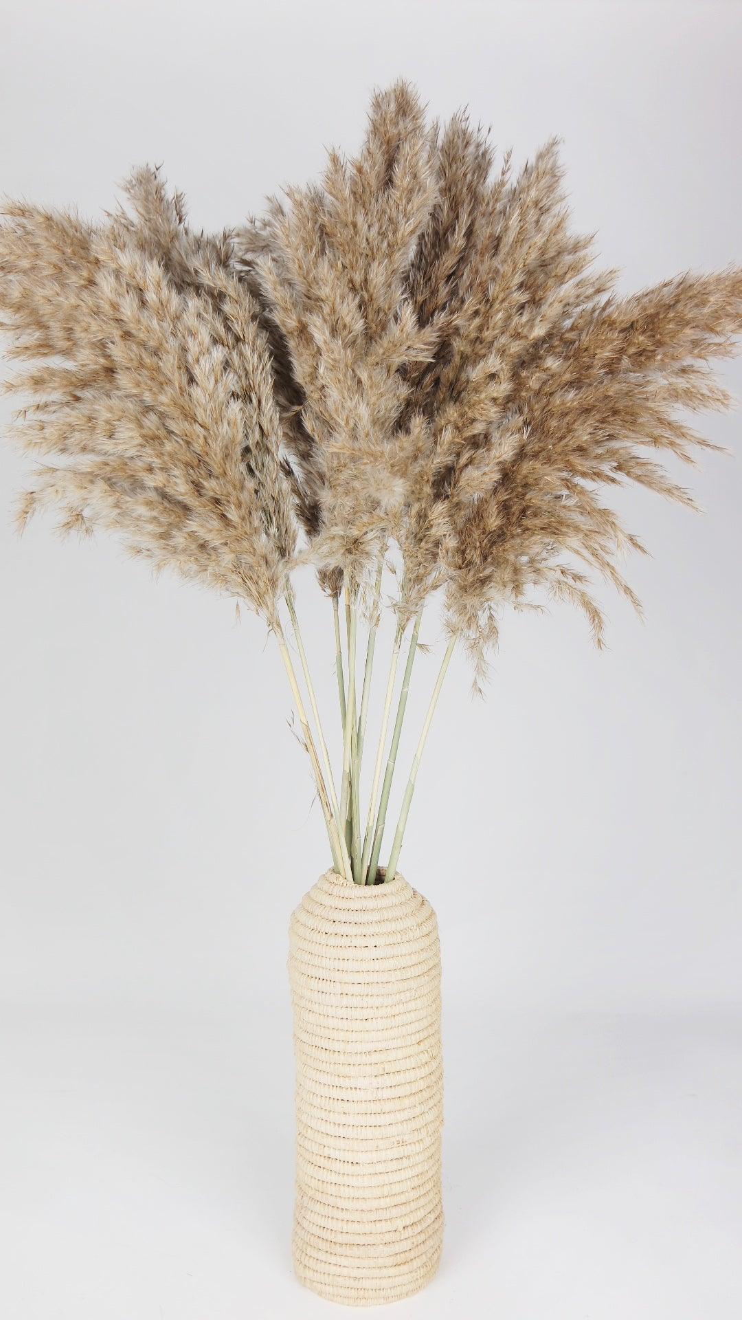 Miscanthus Pampas Online Bestellen | Pampasgras Getrocknet Online Kaufen | Pampasgras Deko