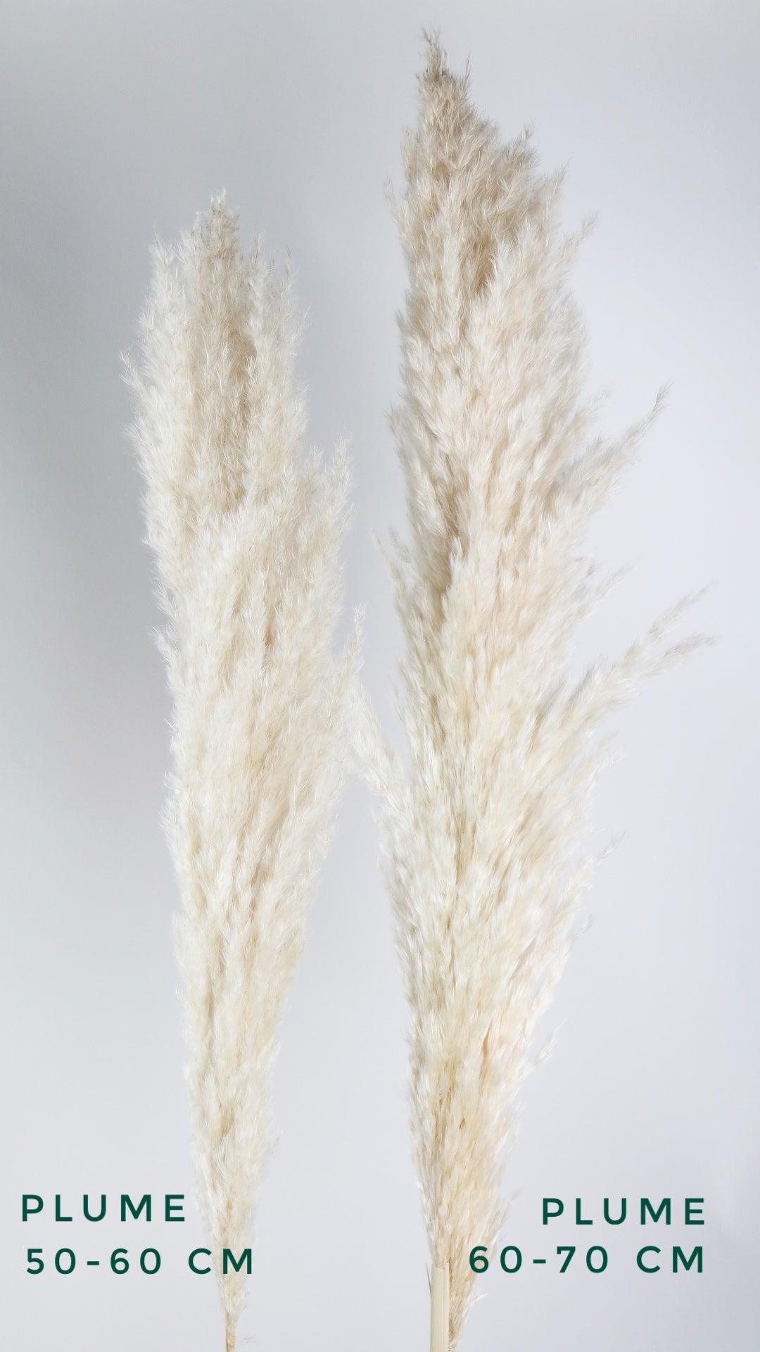Pampasgras fluffig - Pampas Deko Boho