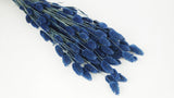Phalaris getrocknet - 1 Bund - Blau - Si-nature