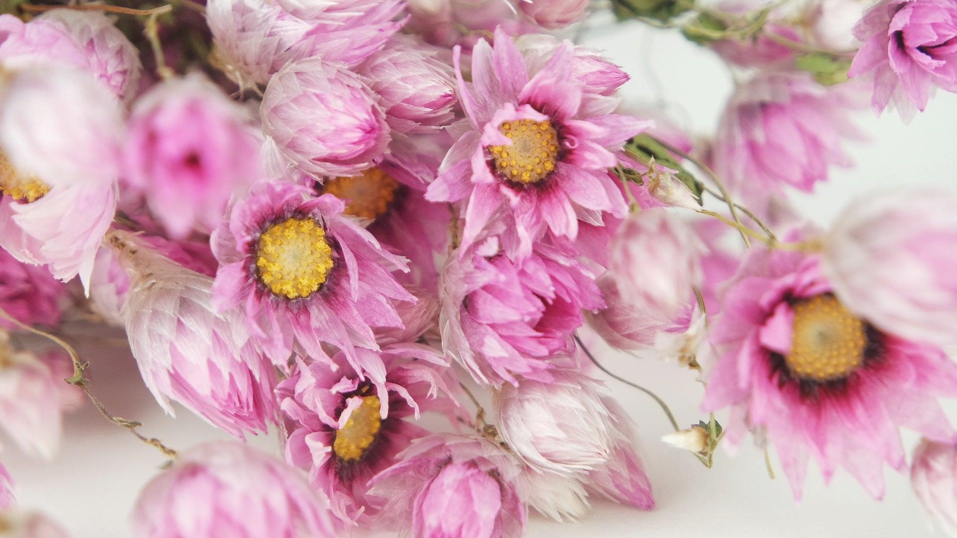 Getrocknete Rodanthe - Sonnenflügel rosa