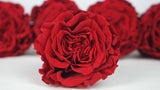 Stabilisierte Rosen Romantik 5 cm - 6 Stück - Hellrot