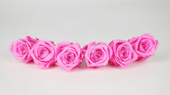 Stabilisierte Rosen 4,5 cm - 6 Stück - Rosa - Si-nature
