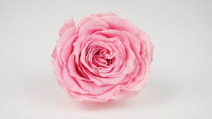Stabilisierte Rose 8 cm - 1 Stück - Rosa - Si-nature
