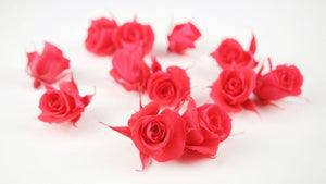 Stabilisierte Rosen 3 cm - 12 Stück - Rosa - Si-nature