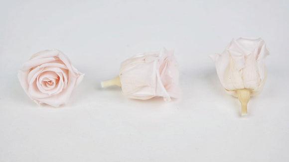 Stabilisierte Rosen Kiara 3 cm - 9 Stück - Pink blush - Si-nature