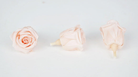 Stabilisierte Rosen Kiara 3 cm - 9 Stück - Porcelain pink - Si-nature