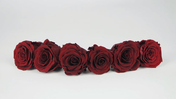 Stabilisierte Rosen 4,5 cm - 6 Stück - Rot - Si-nature