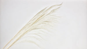 Broom Gras - 1 Strauß - Weiß