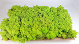 Konserviertes Islandmoos - 2,5 kg - Springgrün - Si-nature
