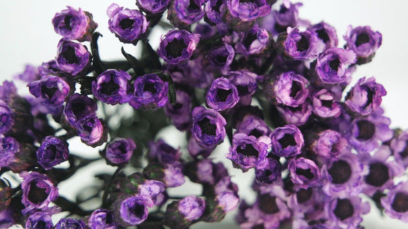 Ixodia konserviert 30 cm - 1 Bund - Violett