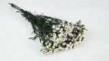 Ixodia konserviert 40 cm - 1 Bund - Naturfarbe weiß - Si-nature