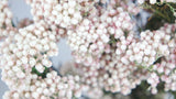 Diosmi konserviert - 1 Strauß - Naturfarbe weiß - Si-nature