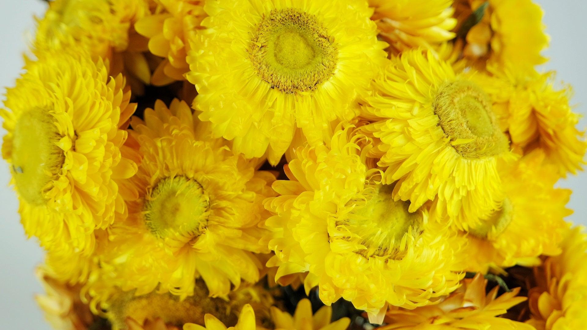 Strohblumen - Helichrysum - Naturfarbe gelb