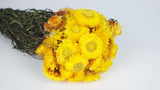 Strohblumen - 1 Strauß - Naturfarbe gelb