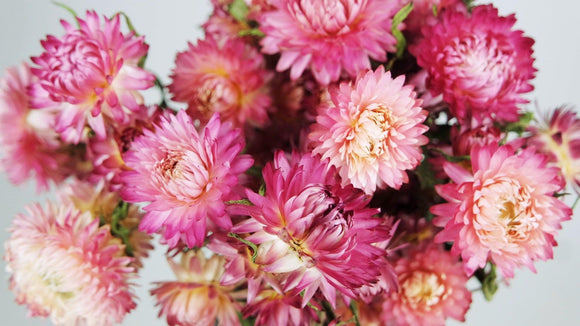 Strohblumen - 1 Strauß - Naturfarbe rosa