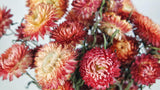 Strohblumen - 1 Strauß - Naturfarbe lachsrosa - Si-nature