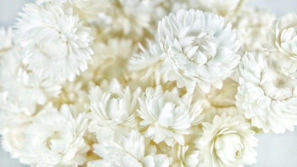 Strohblumen - 1 Bund - Weiß - Si-nature