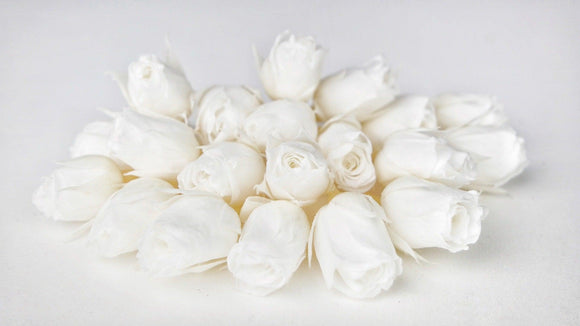 Rosenblütenknospen konserviert Earth Matters - 20 Köpfe - Pure white 001
