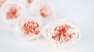 Englische Rosen konserviert Temari Earth Matters - 8 Köpfe - White coral 061