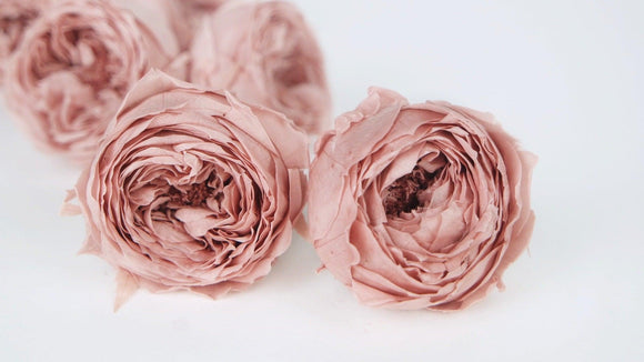 Englische Rosen konserviert Temari Earth Matters - 8 Köpfe - Mauve pink 192 - Si-nature