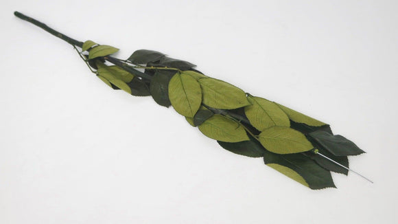 Konservierter Rosenstiel 50 cm mit Kelchblätter - 6 Stiele - Grün - Si-nature