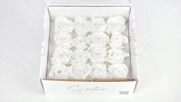 Stabilisierte Rosen 1 cm - 16 Stück - Weiß - Si-nature