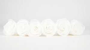 Stabilisierte Rosen 5 cm - 6 Stück - Weiß - Si-nature